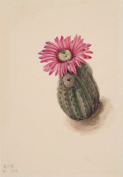 Turkeyhead Cactus Echinocerus perbellus door Mary Vaux Walcott