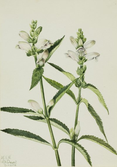 Schildpad (Chelone glabra) door Mary Vaux Walcott