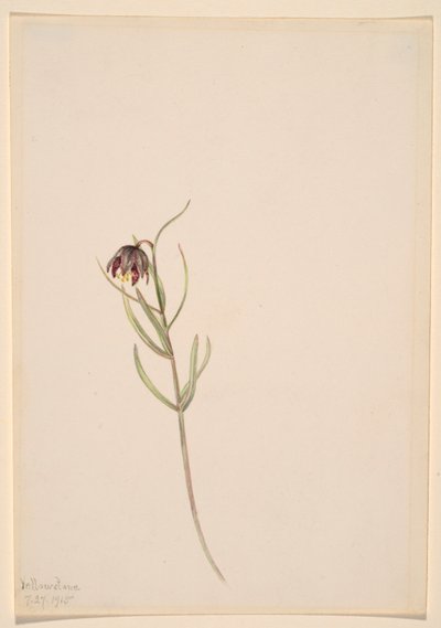 Zonder titel - Bloemenstudie door Mary Vaux Walcott