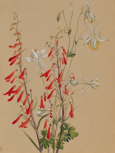 Zonder titel - Bloemenstudie door Mary Vaux Walcott