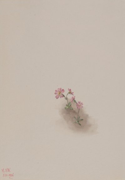 Zonder titel - Bloemenstudie door Mary Vaux Walcott