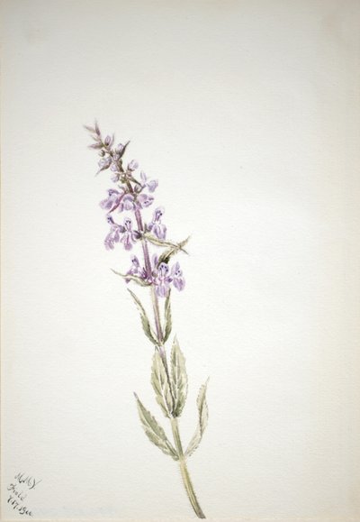 Zonder titel - Bloemenstudie door Mary Vaux Walcott