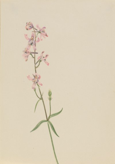 Zonder titel - Bloemenstudie door Mary Vaux Walcott