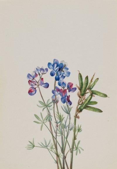 Zonder titel - Bloemenstudie door Mary Vaux Walcott