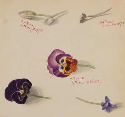 Zonder titel - Bloemenstudie, 1873 door Mary Vaux Walcott