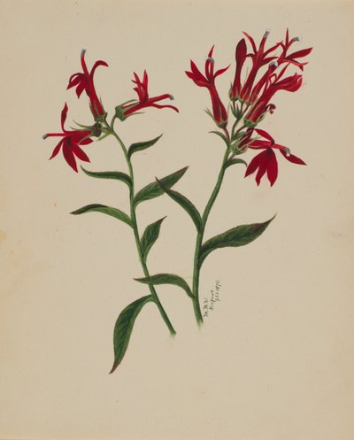 Zonder titel - Bloemenstudie door Mary Vaux Walcott