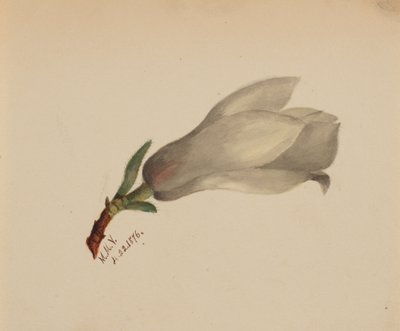 Zonder titel--Bloemenstudie, 1876 door Mary Vaux Walcott