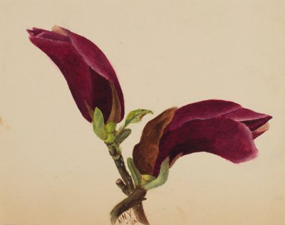 Zonder titel - Bloemenstudie door Mary Vaux Walcott