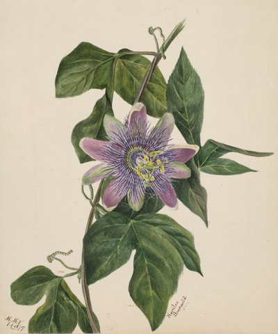 Zonder Titel--Bloemenstudie door Mary Vaux Walcott