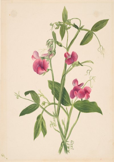Zonder titel - Bloemenstudie door Mary Vaux Walcott