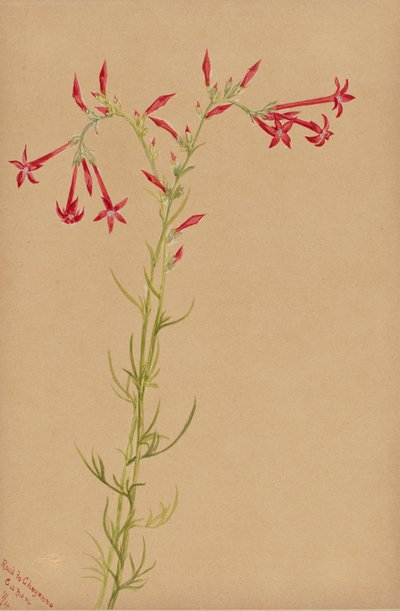 Zonder titel - Bloemenstudie door Mary Vaux Walcott