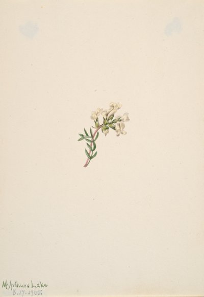 Zonder Titel--Bloemenstudie, 1905 door Mary Vaux Walcott