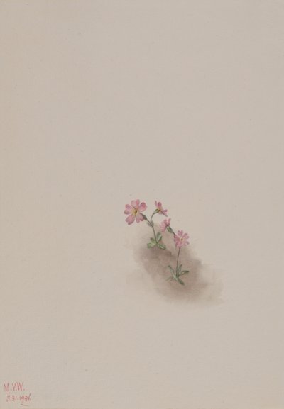 Zonder titel--Bloemenstudie, 1936 door Mary Vaux Walcott