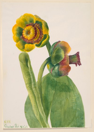Zonder Titel--Bloemenstudie, 1939 door Mary Vaux Walcott