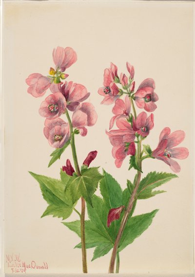 Zonder titel - Bloemenstudie door Mary Vaux Walcott