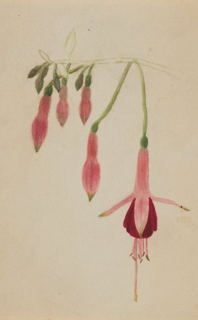 Zonder titel - Bloemenstudie, ca. 1872-1874 door Mary Vaux Walcott