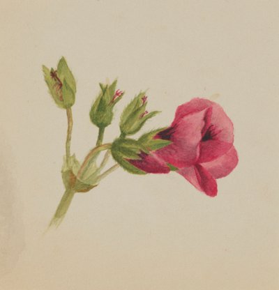Zonder titel--Bloemenstudie, ca. 1876 door Mary Vaux Walcott