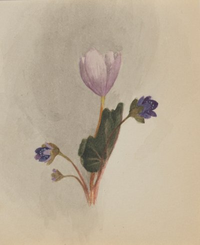 Zonder Titel--Bloemenstudie, ca. 1876 door Mary Vaux Walcott