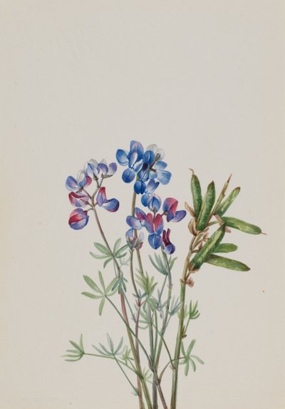 Zonder Titel - Bloemenstudie door Mary Vaux Walcott
