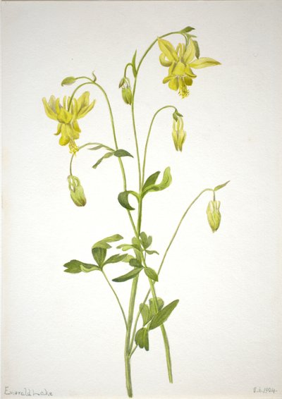 Zonder titel - Plantenstudie door Mary Vaux Walcott