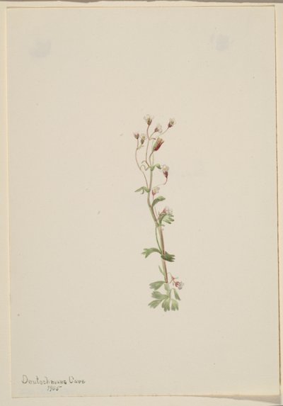Zonder titel - Plantenstudie door Mary Vaux Walcott