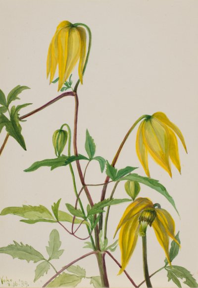 Zonder titel - Plantenstudie door Mary Vaux Walcott