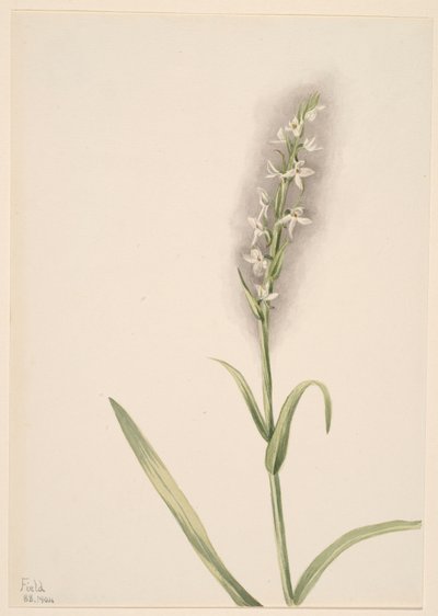 Zonder titel - Plantenstudie door Mary Vaux Walcott