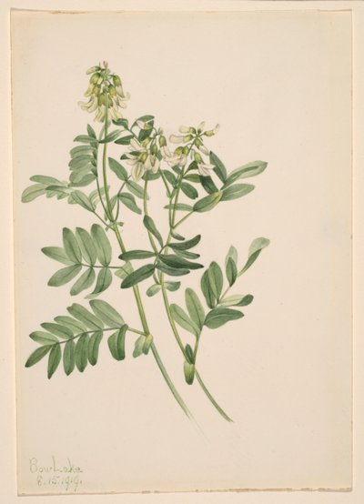 Zonder titel - Plantenstudie door Mary Vaux Walcott