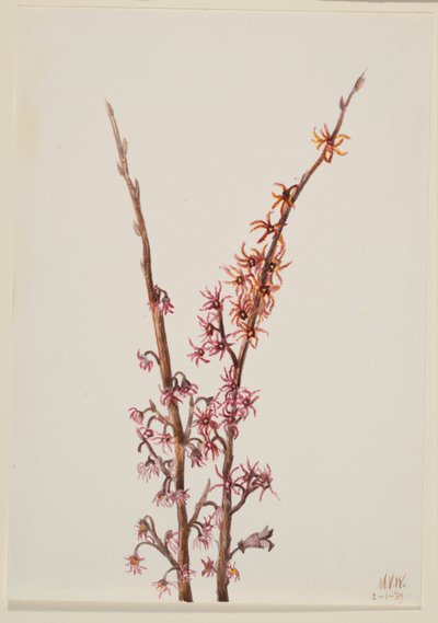 Zonder titel - Plantenstudie door Mary Vaux Walcott