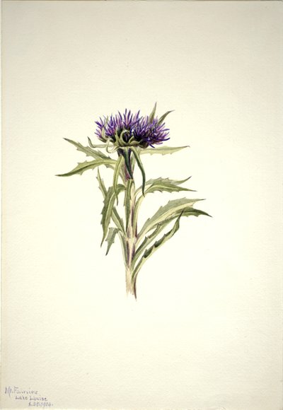 Zonder Titel--Plantenstudie, 1904 door Mary Vaux Walcott