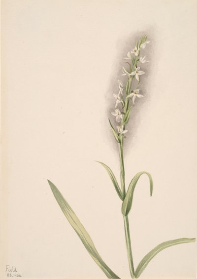 Zonder Titel - Plant Studie, 1904 door Mary Vaux Walcott