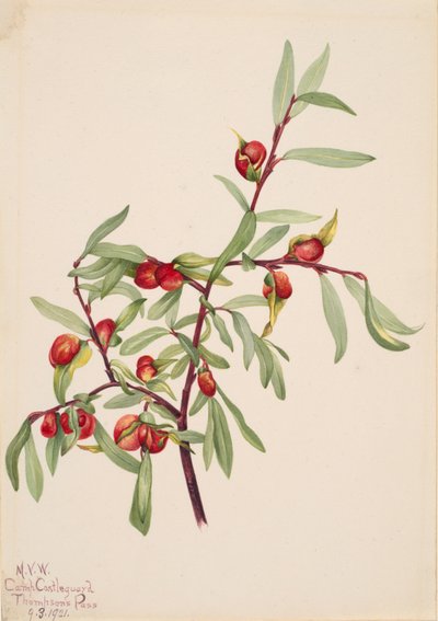 Zonder titel - Plantstudie door Mary Vaux Walcott