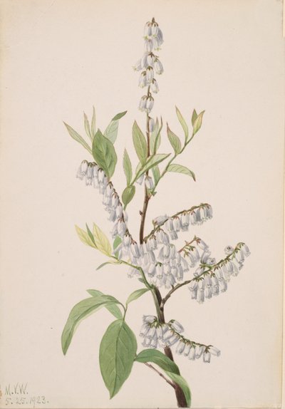 Zonder Titel - Plant Studie, 1923 door Mary Vaux Walcott