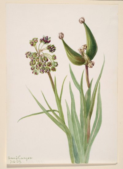 Zonder titel - Plantstudie, 1939 door Mary Vaux Walcott