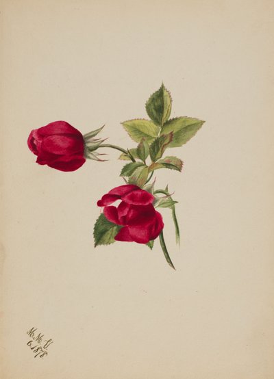 Zonder Titel--Roos door Mary Vaux Walcott