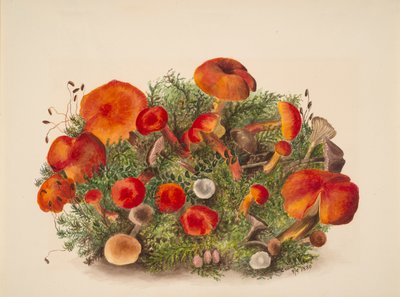 Zonder Titel - Studie van Paddenstoelen door Mary Vaux Walcott