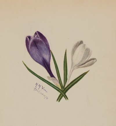Zonder titel (Krokussen) door Mary Vaux Walcott