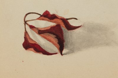 Zonder titel (Gekrulde herfstbladeren) door Mary Vaux Walcott