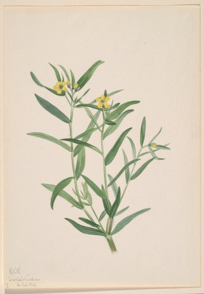 Zonder titel (Bloemstudie) door Mary Vaux Walcott