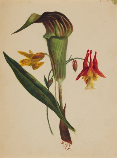 Zonder titel (Jack in de preekstoel) door Mary Vaux Walcott