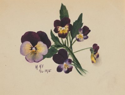 Zonder titel (Viooltjes) door Mary Vaux Walcott