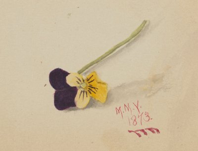 Zonder titel (Viooltje) door Mary Vaux Walcott