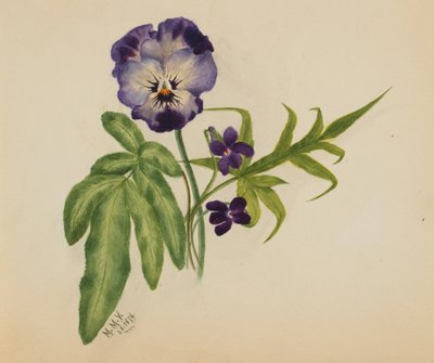 Zonder titel (Viooltje) door Mary Vaux Walcott
