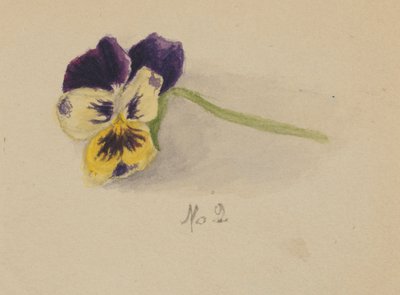 Zonder titel (Viooltje) door Mary Vaux Walcott