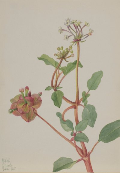 Zonder titel (Tripterocalyx pedunculatus) door Mary Vaux Walcott