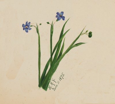Zonder titel, 1875 door Mary Vaux Walcott
