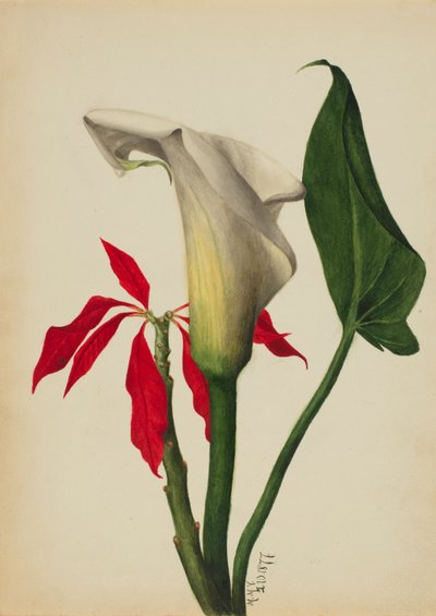 Naamloze Calla Lelie door Mary Vaux Walcott