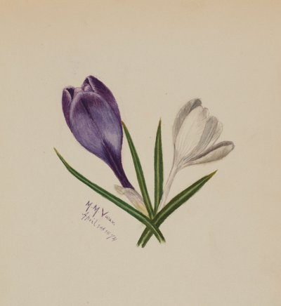 Zonder Titel Krokussen, 1874 door Mary Vaux Walcott