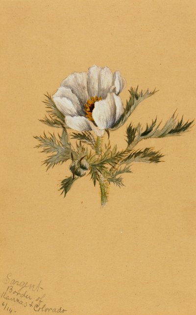 Zonder titel bloemenstudie, 1883 door Mary Vaux Walcott