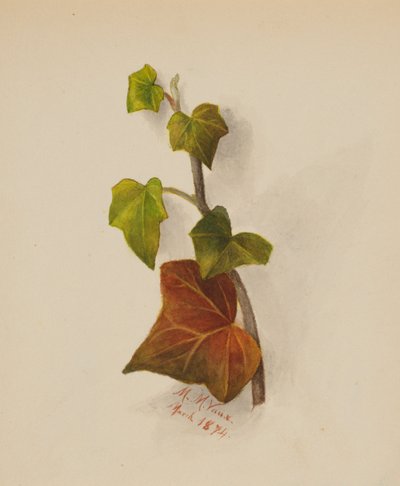 Zonder Titel Klimop, 1874 door Mary Vaux Walcott